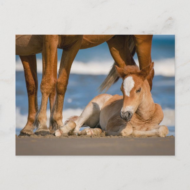 Niedliche Kleintiere | Corolla Wild Horse Postkarte (Vorderseite)