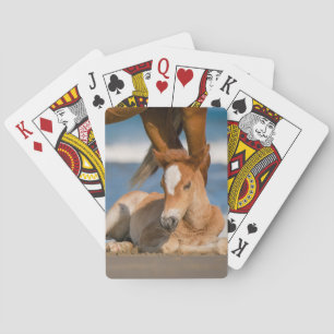 Niedliche Kleintiere   Corolla Wild Horse Spielkarten