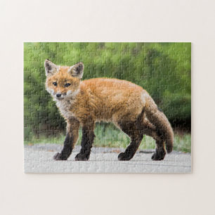Niedliche Kleintiere   Cutey Fox Puzzle
