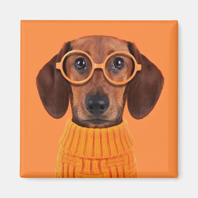 Niedliche Kleintiere | Dackel Orange Sweater Magnet (Vorne)