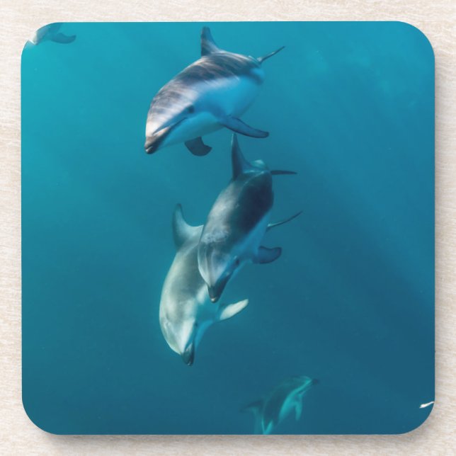 Niedliche Kleintiere | Dolphin-Familie Getränkeuntersetzer (Vorderseite)