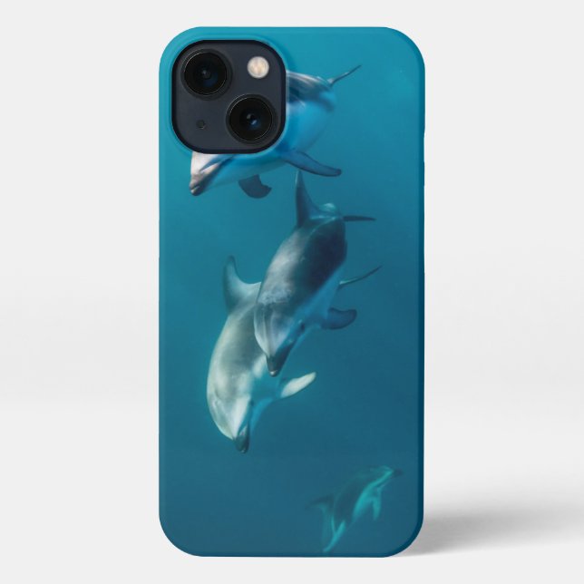 Niedliche Kleintiere | Dolphin-Familie iPhone Hülle (Rückseite)