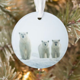 Niedliche Kleintiere Drei junge Polarbären Ornament