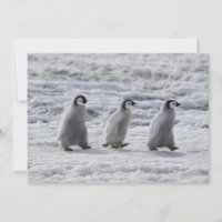 Niedliche Kleintiere | Drei Kaiserpinguin - Chicks