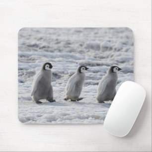 Niedliche Kleintiere Drei Kaiserpinguin - Chicks Mousepad