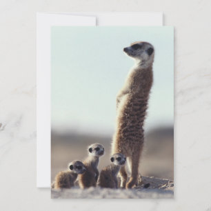 Niedliche Kleintiere Eine Familie der Meerkats Dankeskarte