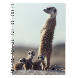 Niedliche Kleintiere Eine Familie der Meerkats Notizblock