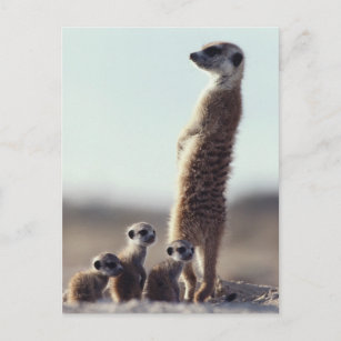 Niedliche Kleintiere   Eine Familie der Meerkats Postkarte