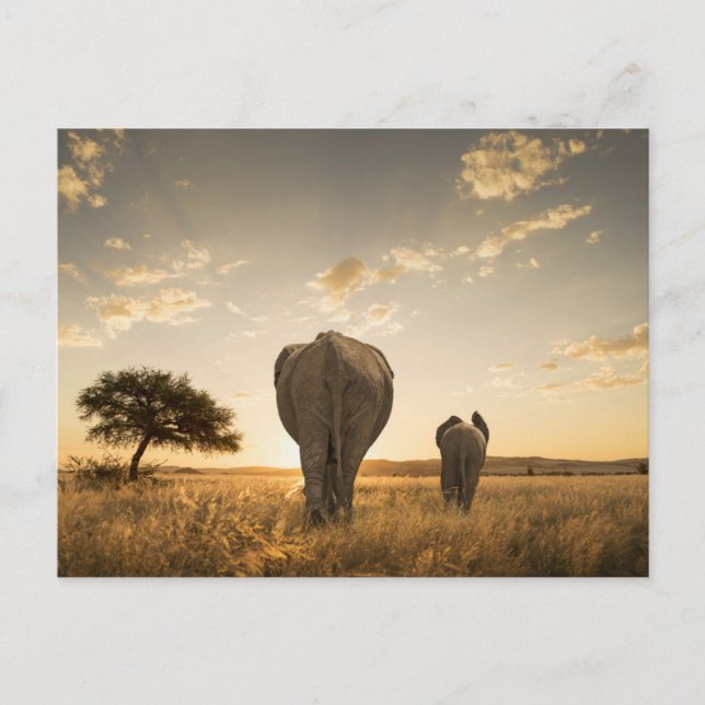 Niedliche Kleintiere | Elephant Calf & Mother Postkarte (Vorderseite)