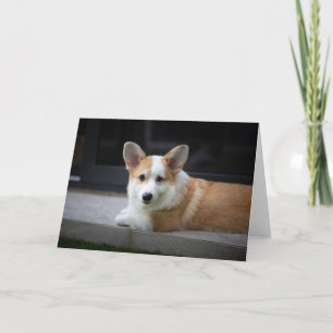 Niedliche Kleintiere   Entspannende Corgi Welpe Karte