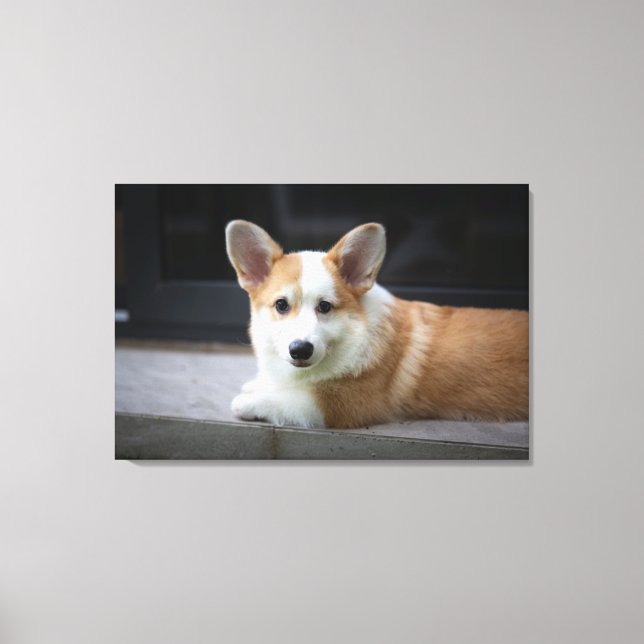 Niedliche Kleintiere | Entspannende Corgi Welpe Leinwanddruck (Vorderseite)