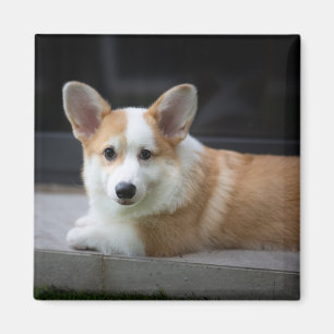 Niedliche Kleintiere Entspannende Corgi Welpe Magnet