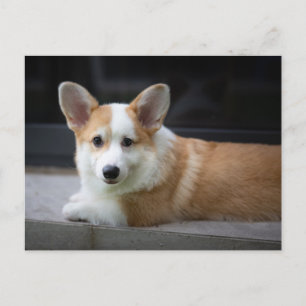 Niedliche Kleintiere   Entspannende Corgi Welpe Postkarte
