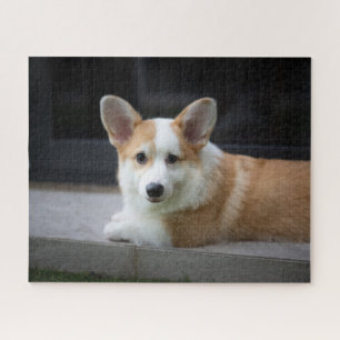 Niedliche Kleintiere Entspannende Corgi Welpe Puzzle