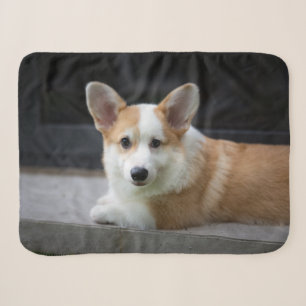 Niedliche Kleintiere Entspannende Corgi Welpe Sherpadecke
