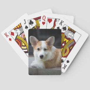 Niedliche Kleintiere   Entspannende Corgi Welpe Spielkarten