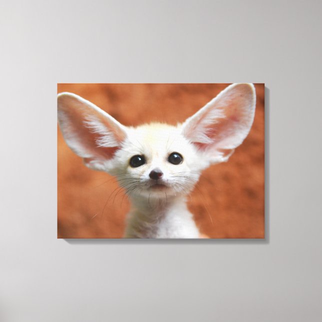 Niedliche Kleintiere | Fennec Fox Pup Leinwanddruck (Vorderseite)