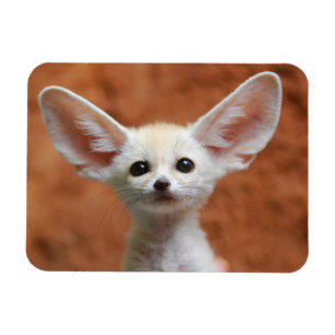 Niedliche Kleintiere Fennec Fox Pup Magnet