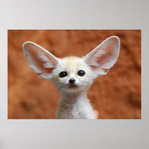 Niedliche Kleintiere   Fennec Fox Pup Poster