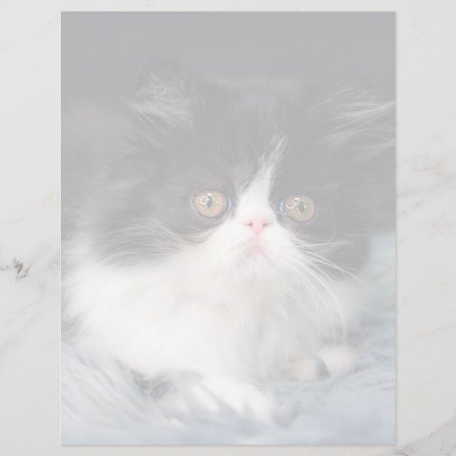 Niedliche Kleintiere | Fluffy B&W Kitten (Vorderseite)