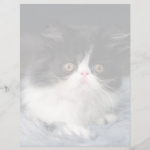 Niedliche Kleintiere   Fluffy B&W Kitten