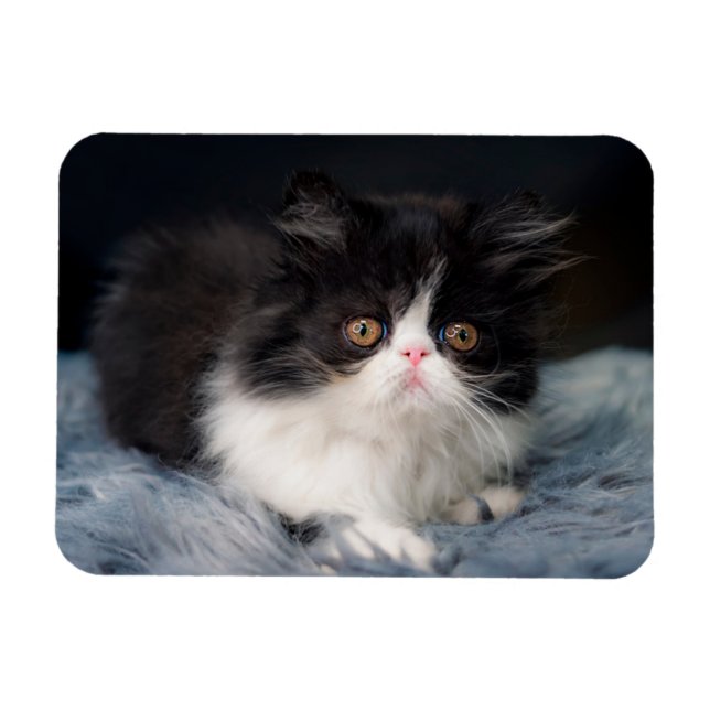 Niedliche Kleintiere | Fluffy B&W Kitten Magnet (Horizontal)