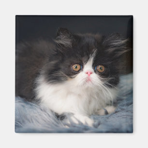 Niedliche Kleintiere   Fluffy B&W Kitten Magnet
