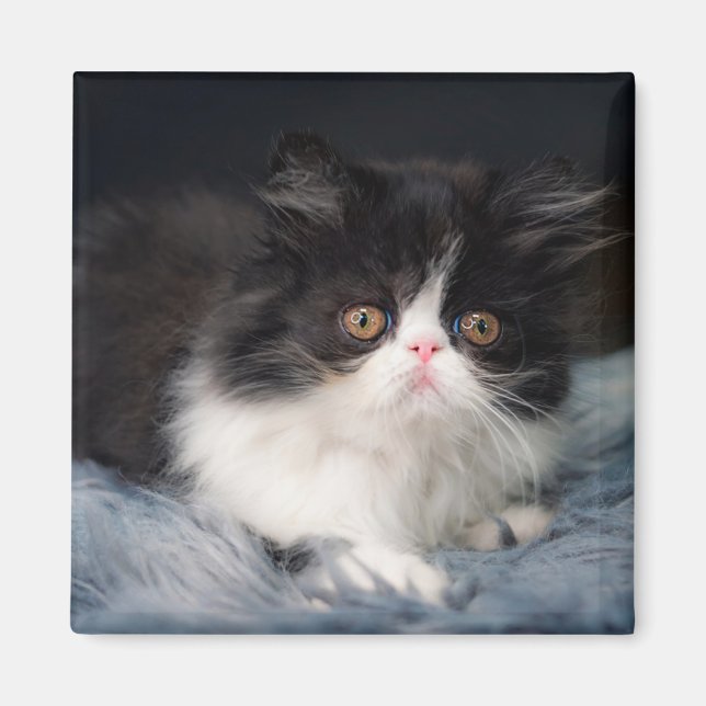Niedliche Kleintiere | Fluffy B&W Kitten Magnet (Vorne)