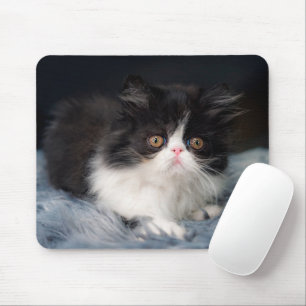 Niedliche Kleintiere   Fluffy B&W Kitten Mousepad
