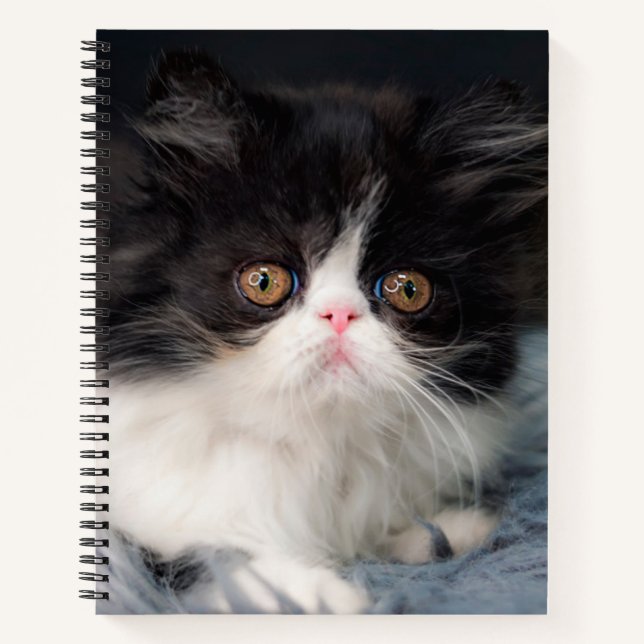 Niedliche Kleintiere | Fluffy B&W Kitten Notizbuch (Vorderseite)