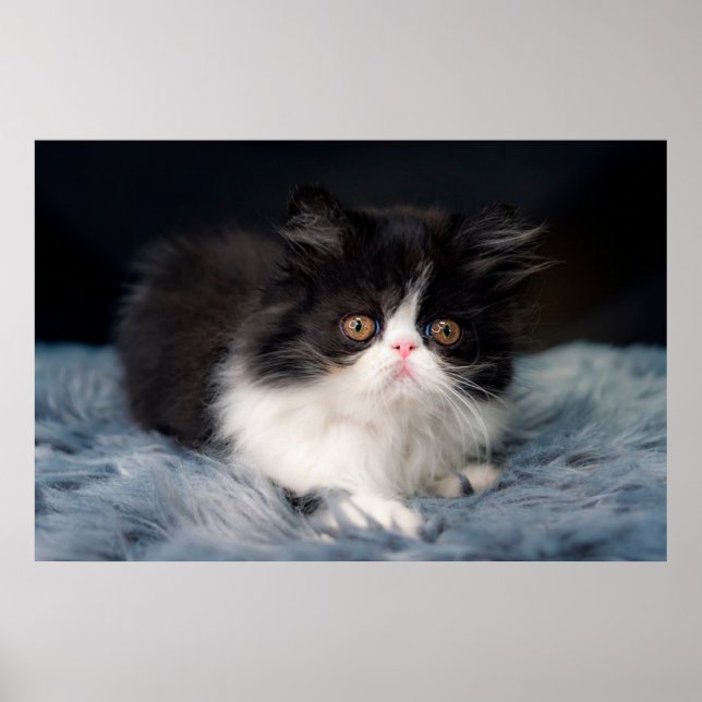 Niedliche Kleintiere | Fluffy B&W Kitten Poster (Vorne)