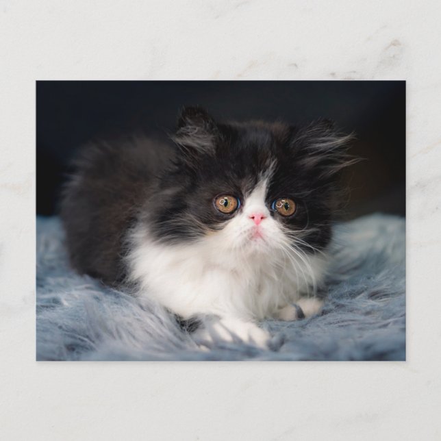 Niedliche Kleintiere | Fluffy B&W Kitten Postkarte (Vorderseite)