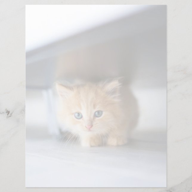 Niedliche Kleintiere | Fluffy Orange Kitten (Vorderseite)
