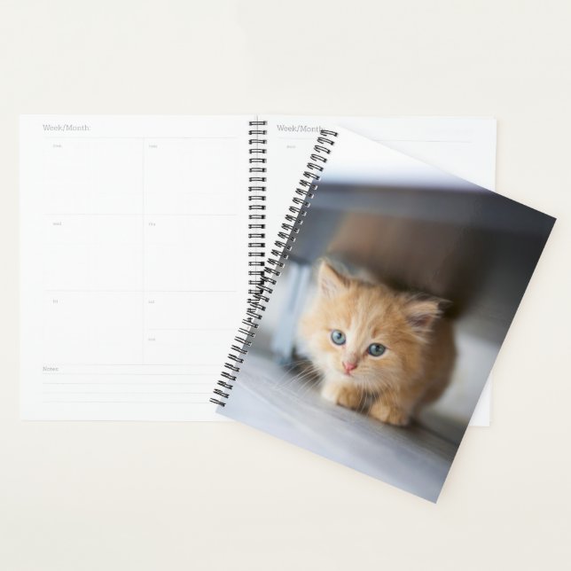 Niedliche Kleintiere | Fluffy Orange Kitten Planer (Anzeige)