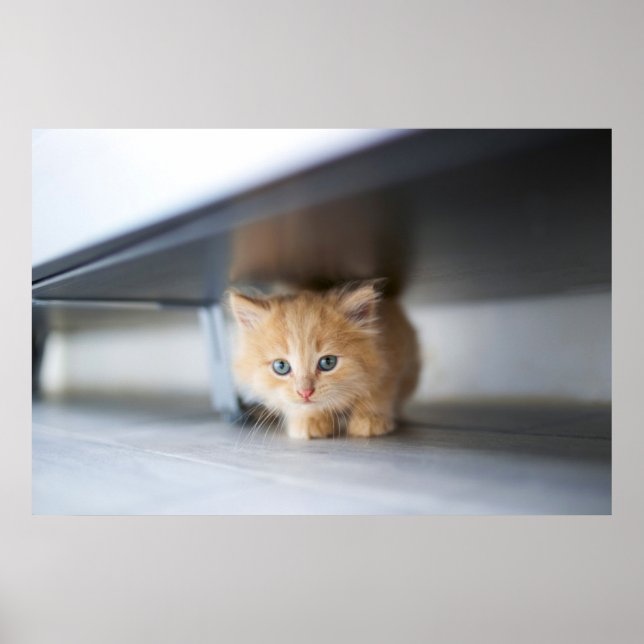 Niedliche Kleintiere | Fluffy Orange Kitten Poster (Vorne)