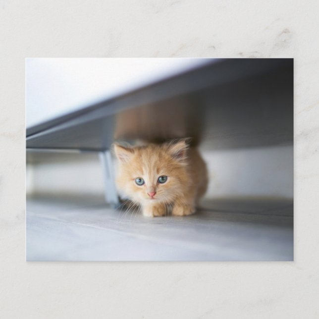 Niedliche Kleintiere | Fluffy Orange Kitten Postkarte (Vorderseite)