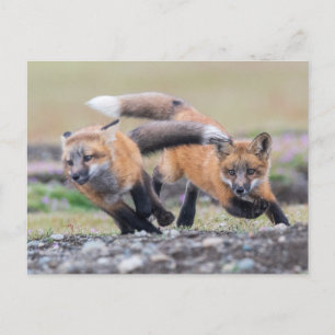 Niedliche Kleintiere   Fox-Jungtiere im Spiel Postkarte