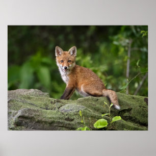 Niedliche Kleintiere   Foxy Smile Poster
