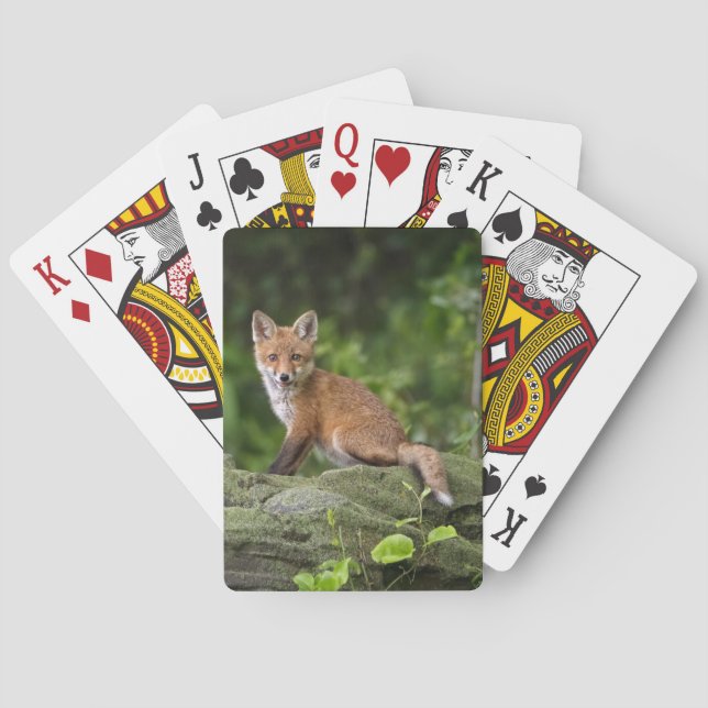 Niedliche Kleintiere | Foxy Smile Spielkarten (Rückseite)