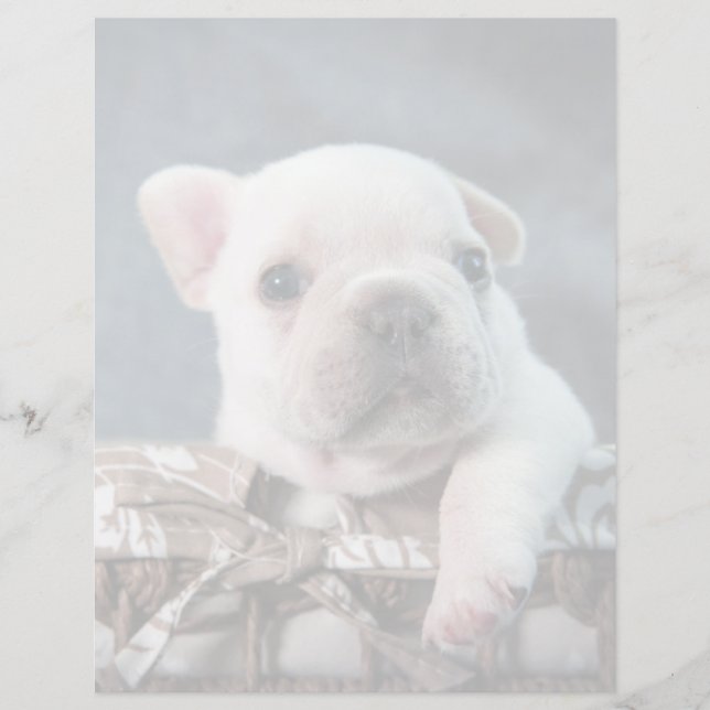 Niedliche Kleintiere | French Bulldog (Vorderseite)