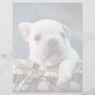 Niedliche Kleintiere   French Bulldog