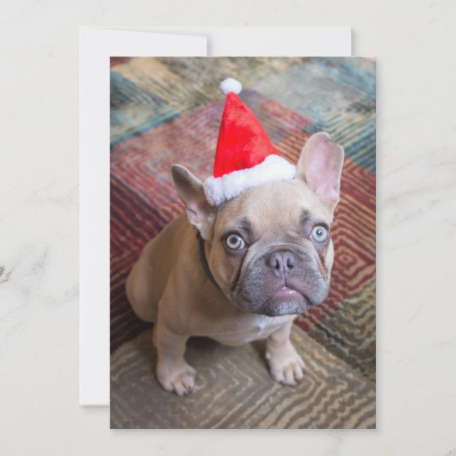 Niedliche Kleintiere | French Bulldog Christmas Dankeskarte (Vorderseite)