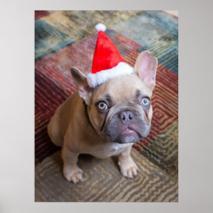 Niedliche Kleintiere   French Bulldog Christmas Poster