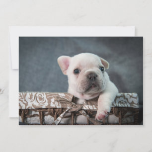 Niedliche Kleintiere   French Bulldog Dankeskarte