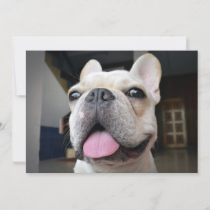 Niedliche Kleintiere   French Bulldog Face Dankeskarte