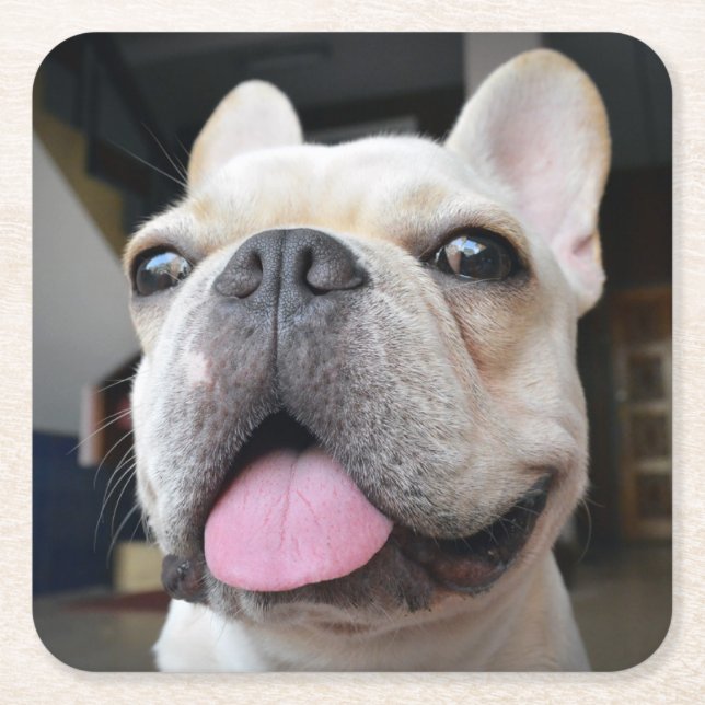 Niedliche Kleintiere | French Bulldog Face Rechteckiger Pappuntersetzer (Vorderseite)