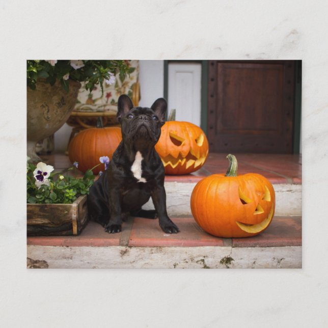 Niedliche Kleintiere | French Bulldog Halloween Postkarte (Vorderseite)
