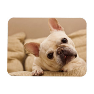 Niedliche Kleintiere French Bulldog Head Tilt Magnet
