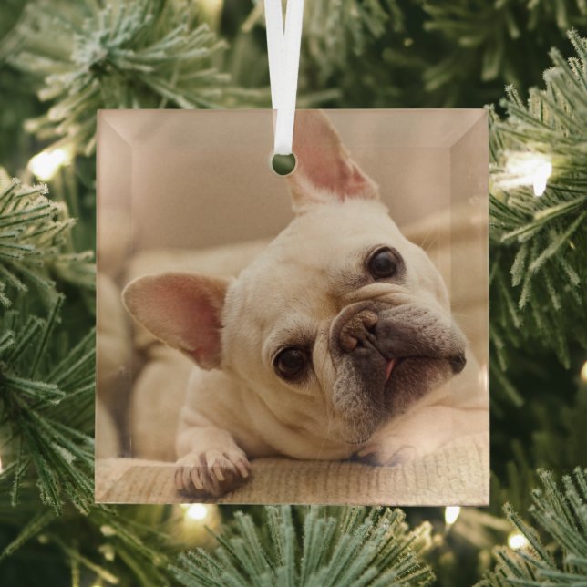 Niedliche Kleintiere | French Bulldog Head Tilt Ornament Aus Glas (Insitu)