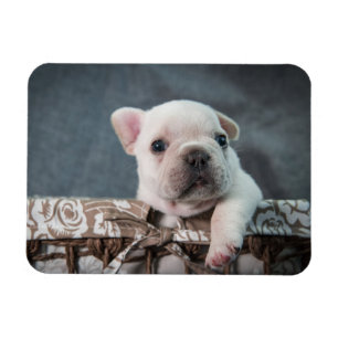 Niedliche Kleintiere   French Bulldog Magnet